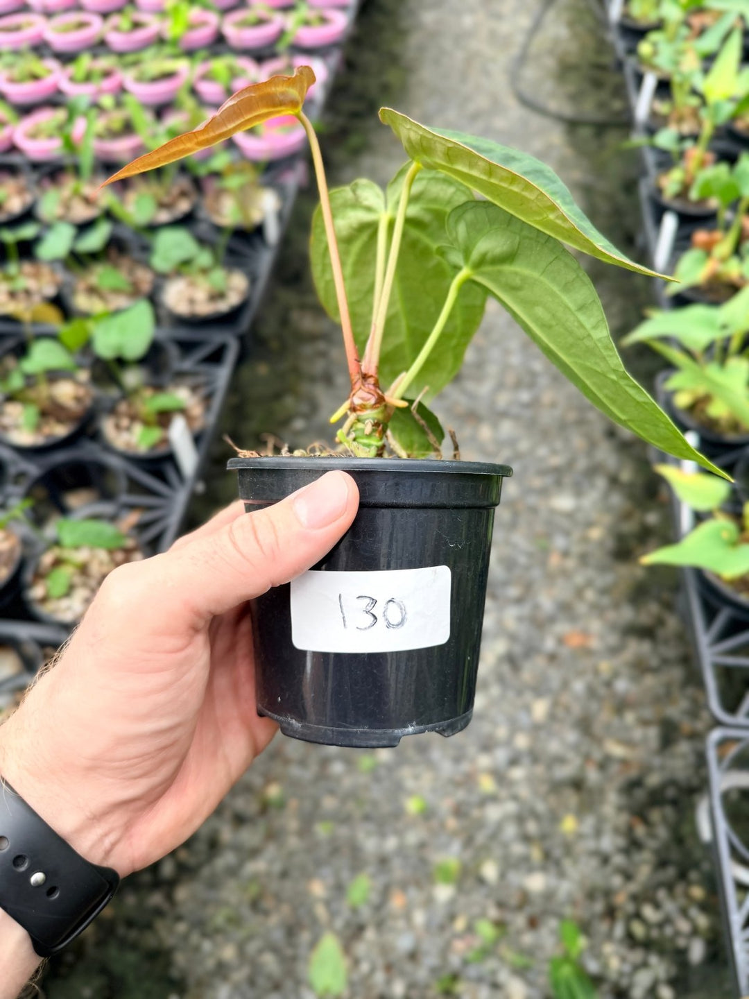 Handpicked 130 - Anthurium Crystallinum X Blue Velvet Hybrid | Uprooted