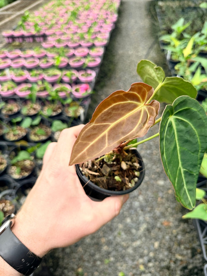 Handpicked 130 - Anthurium Crystallinum X Blue Velvet Hybrid | Uprooted