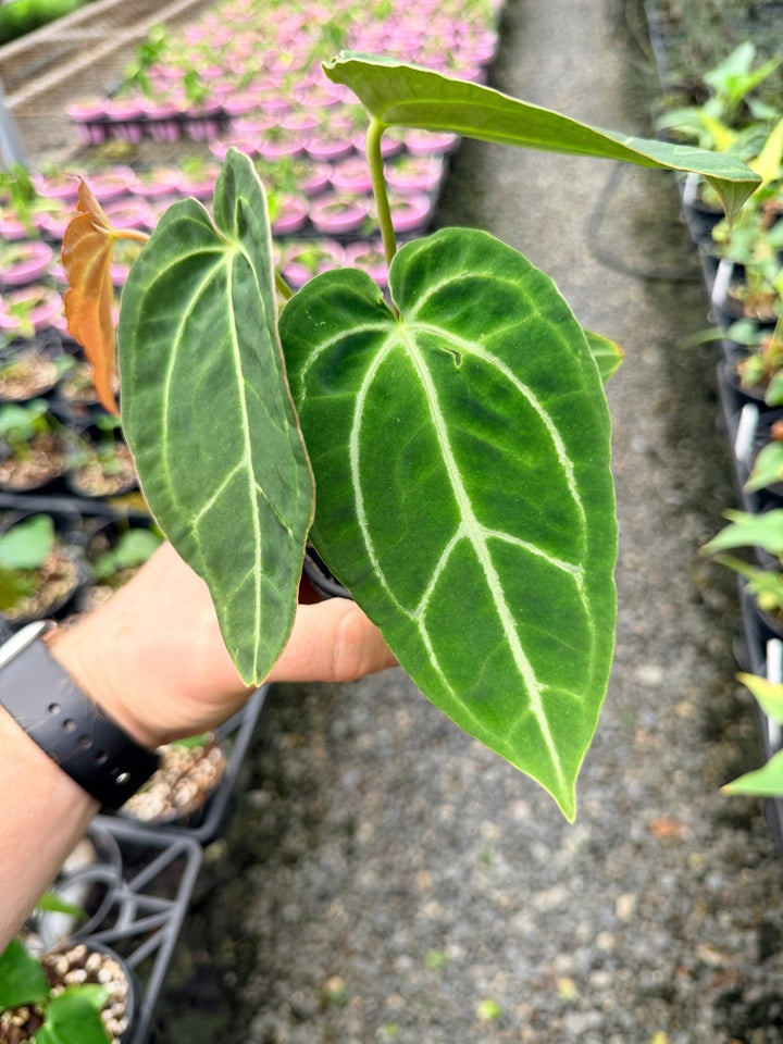 Handpicked 130 - Anthurium Crystallinum X Blue Velvet Hybrid | Uprooted