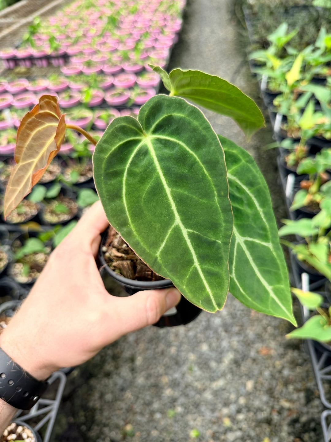 Handpicked 130 - Anthurium Crystallinum X Blue Velvet Hybrid | Uprooted