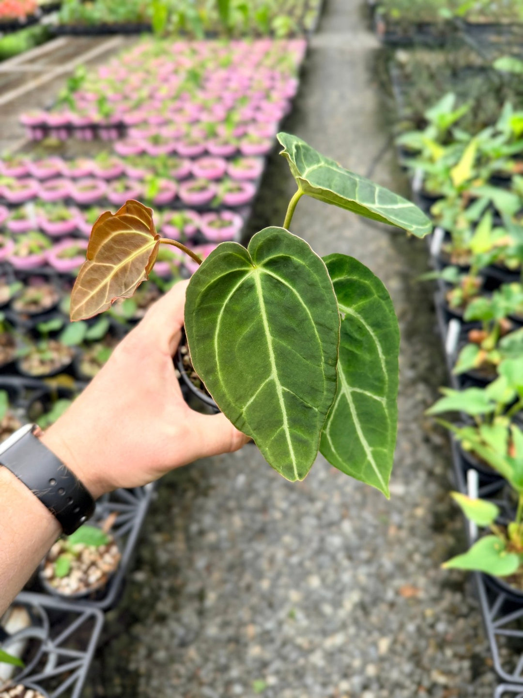 Handpicked 130 - Anthurium Crystallinum X Blue Velvet Hybrid | Uprooted