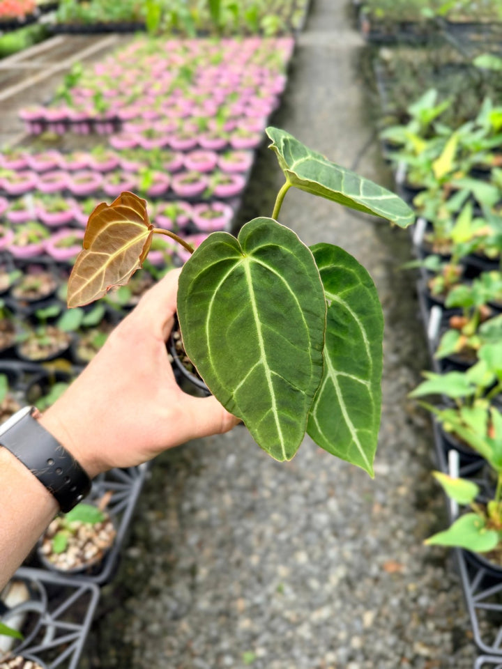 Handpicked 130 - Anthurium Crystallinum X Blue Velvet Hybrid | Uprooted