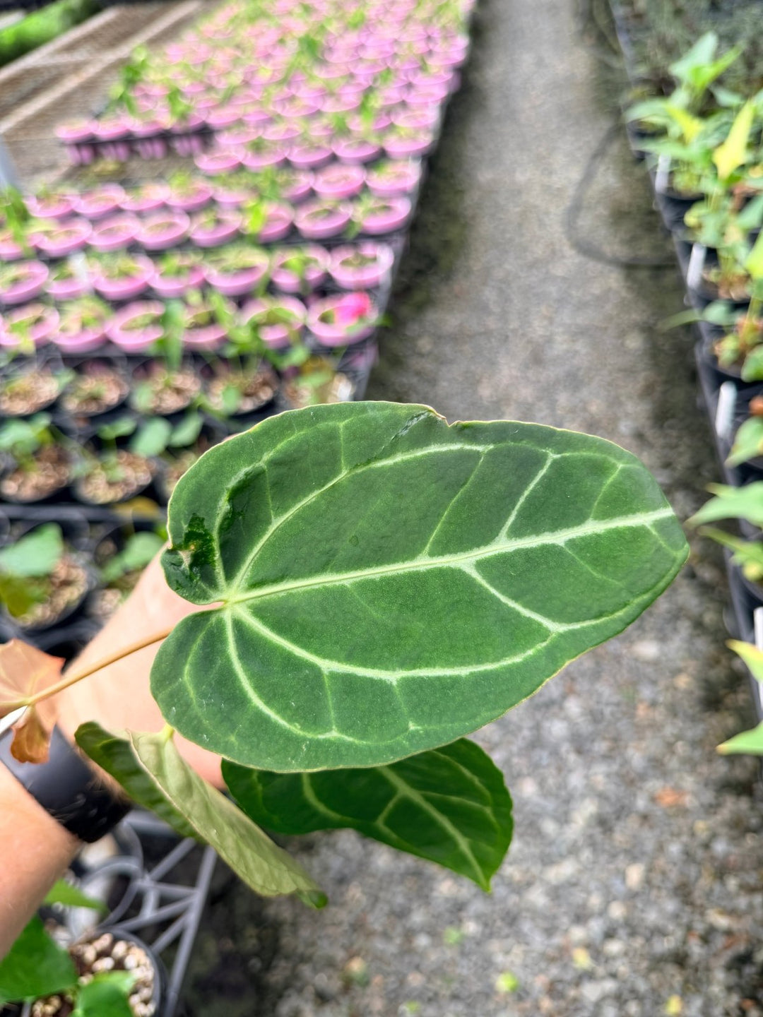 Handpicked 130 - Anthurium Crystallinum X Blue Velvet Hybrid | Uprooted