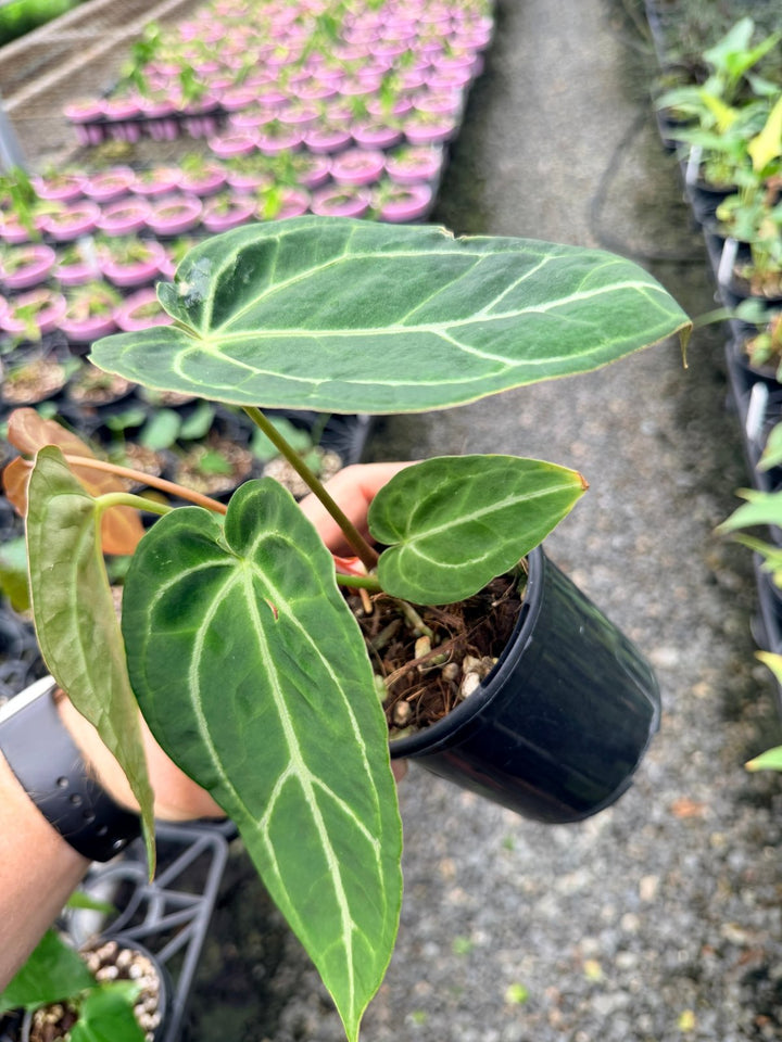 Handpicked 130 - Anthurium Crystallinum X Blue Velvet Hybrid | Uprooted