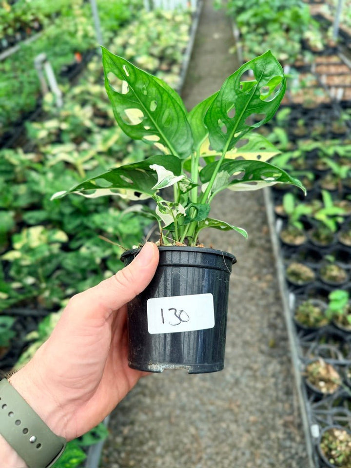 Handpicked 130 - Monstera Adansonii - Monkey Mask - Variegated Albo | Uprooted