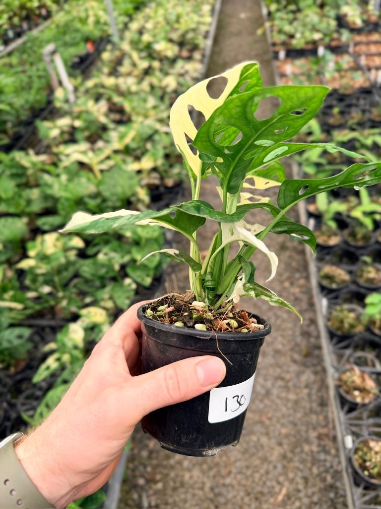 Handpicked 130 - Monstera Adansonii - Monkey Mask - Variegated Albo | Uprooted