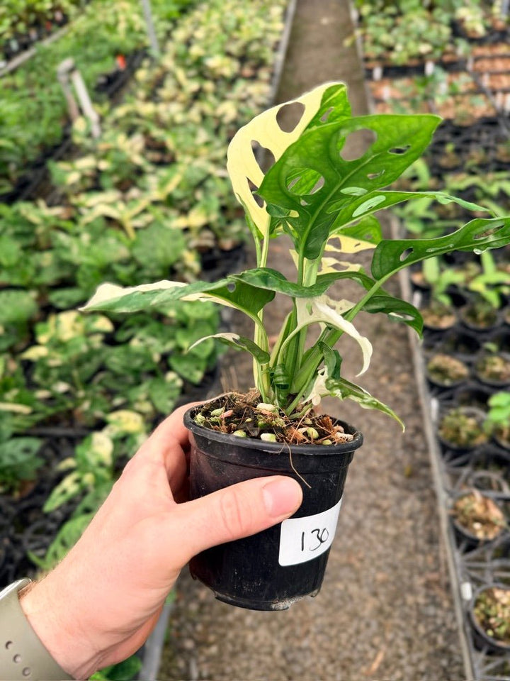 Handpicked 130 - Monstera Adansonii - Monkey Mask - Variegated Albo | Uprooted