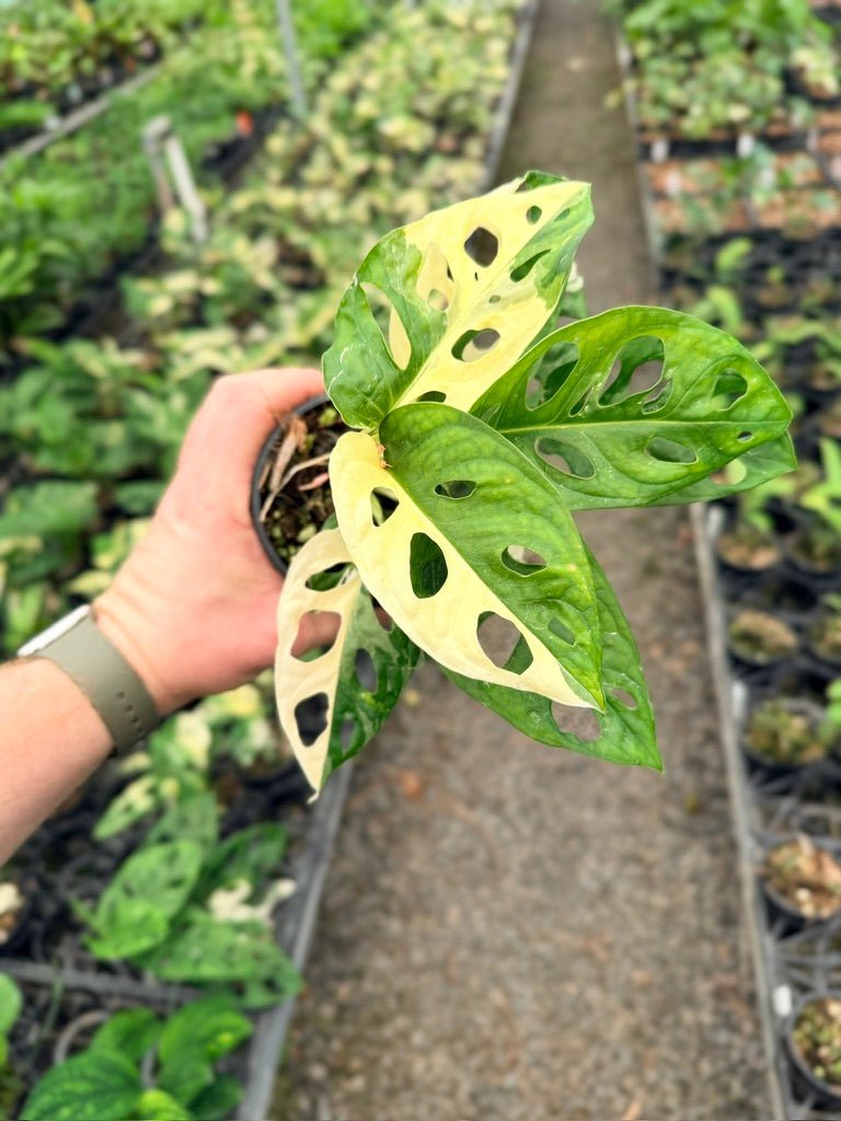 Handpicked 130 - Monstera Adansonii - Monkey Mask - Variegated Albo | Uprooted