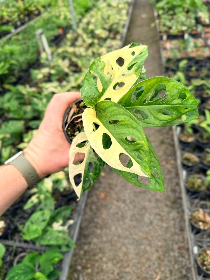 Handpicked 130 - Monstera Adansonii - Monkey Mask - Variegated Albo | Uprooted