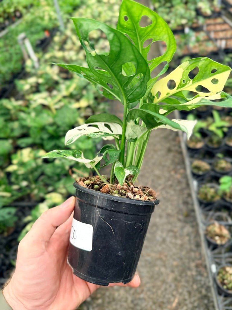 Handpicked 130 - Monstera Adansonii - Monkey Mask - Variegated Albo | Uprooted