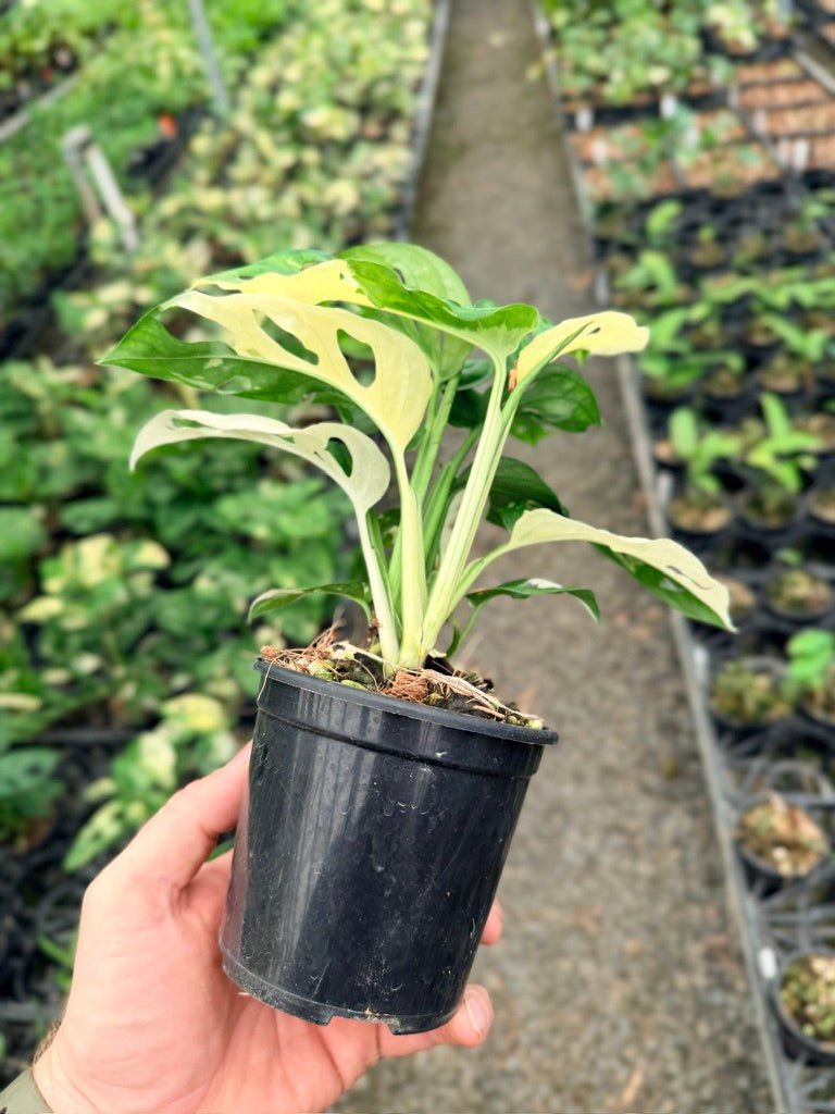 Handpicked 130 - Monstera Adansonii - Monkey Mask - Variegated Albo | Uprooted