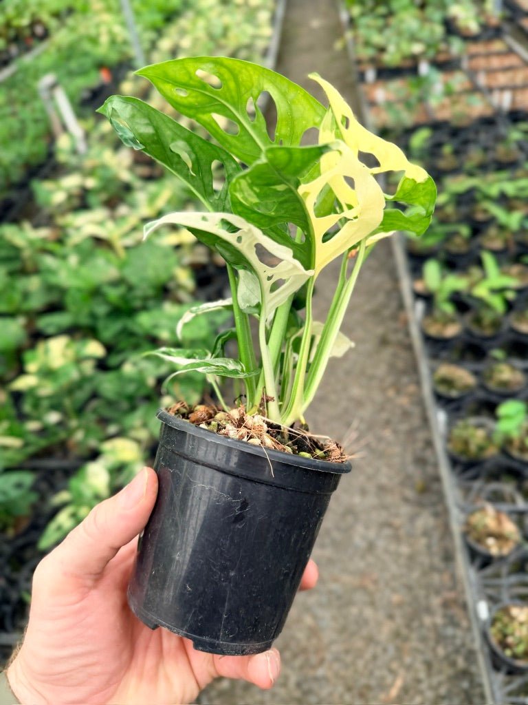Handpicked 130 - Monstera Adansonii - Monkey Mask - Variegated Albo | Uprooted