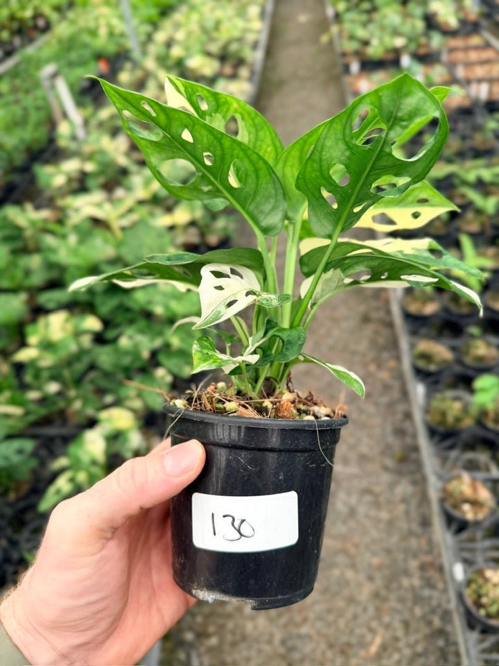 Handpicked 130 - Monstera Adansonii - Monkey Mask - Variegated Albo | Uprooted