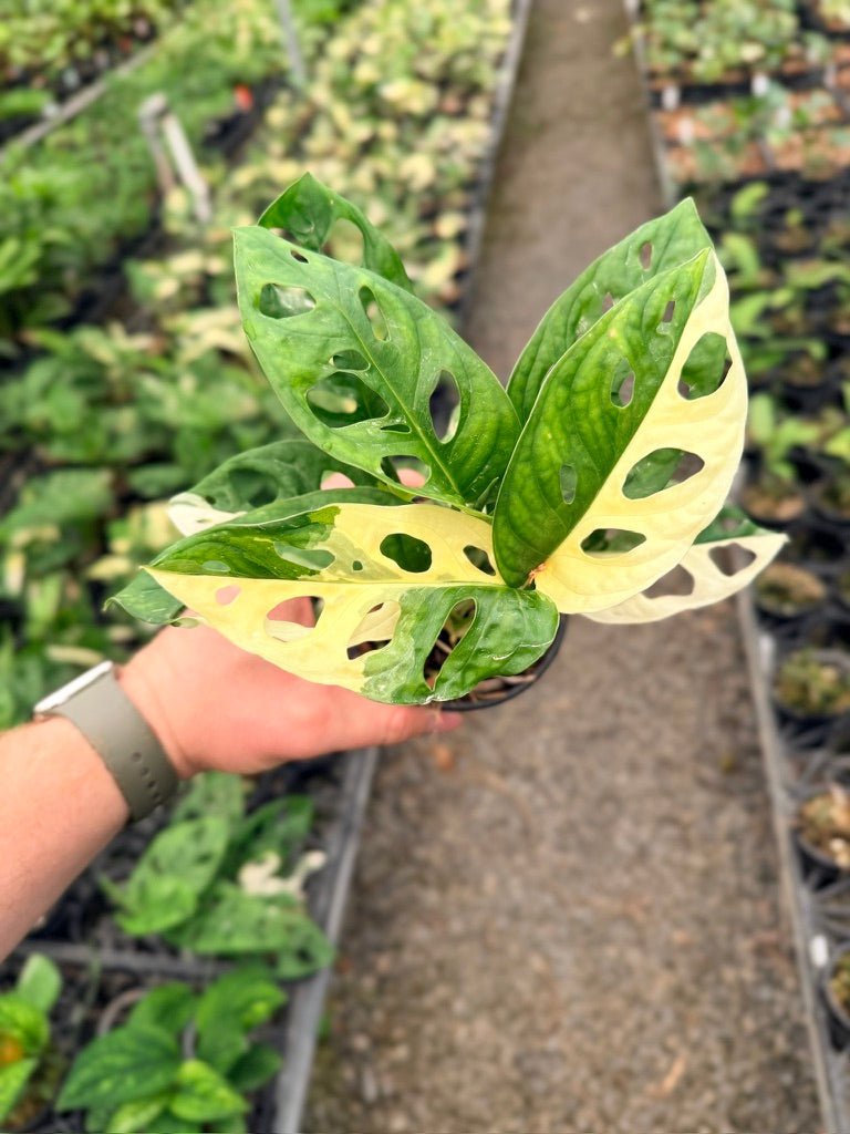 Handpicked 130 - Monstera Adansonii - Monkey Mask - Variegated Albo | Uprooted