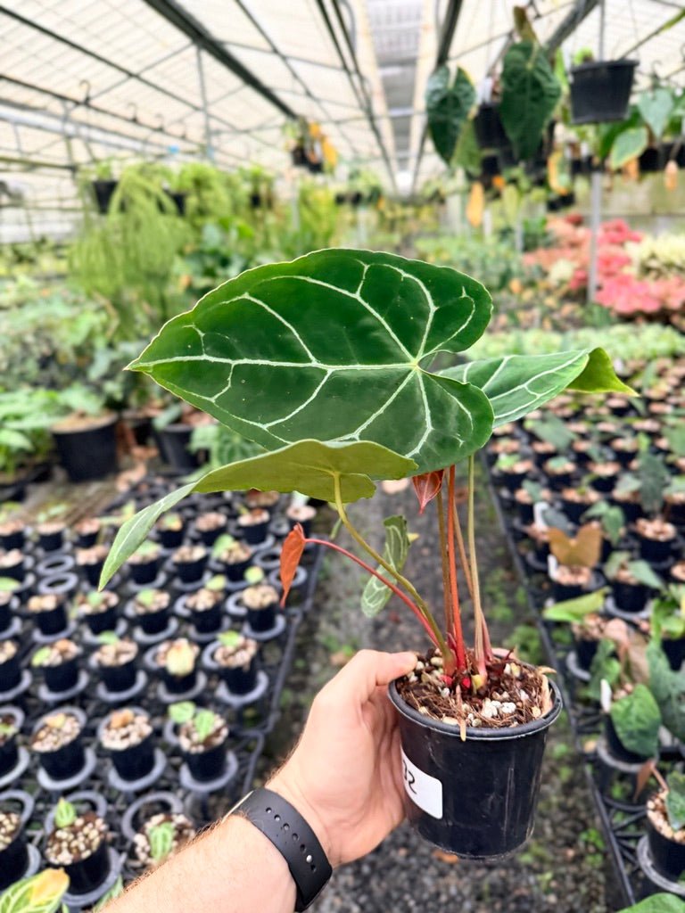 Handpicked 132 - Anthurium Crystallinum - Multi Headed | Uprooted