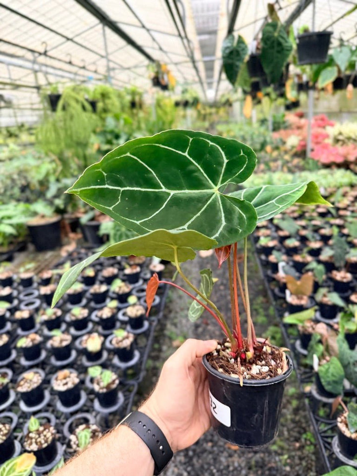 Handpicked 132 - Anthurium Crystallinum - Multi Headed | Uprooted