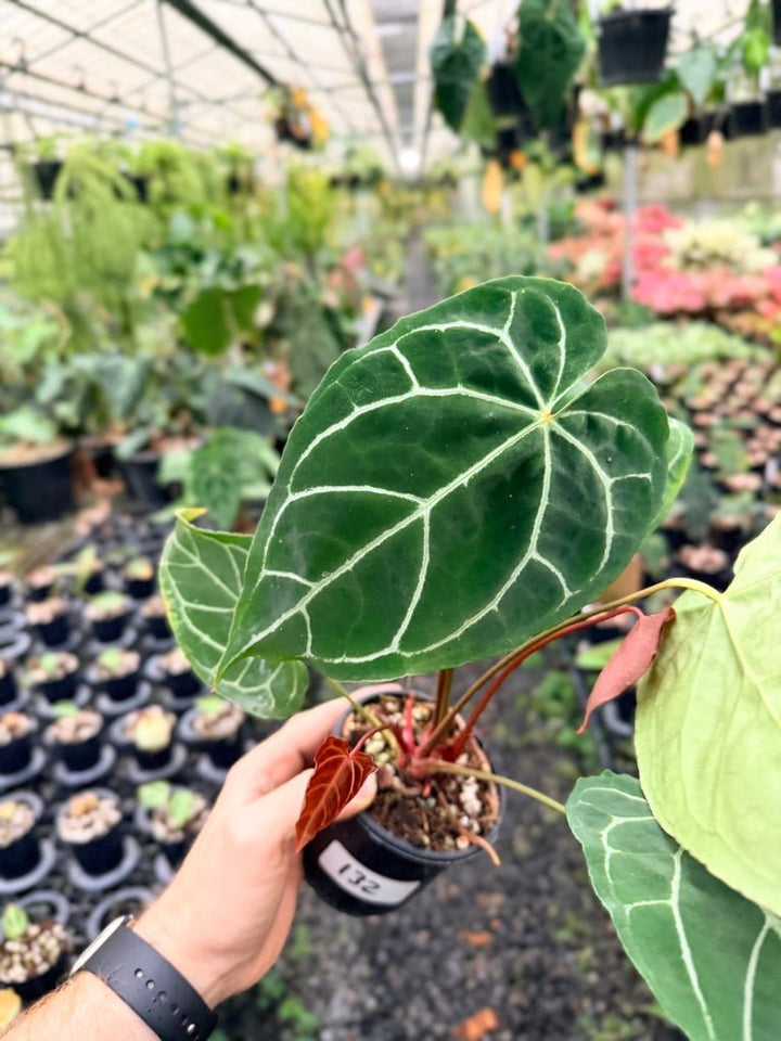 Handpicked 132 - Anthurium Crystallinum - Multi Headed | Uprooted