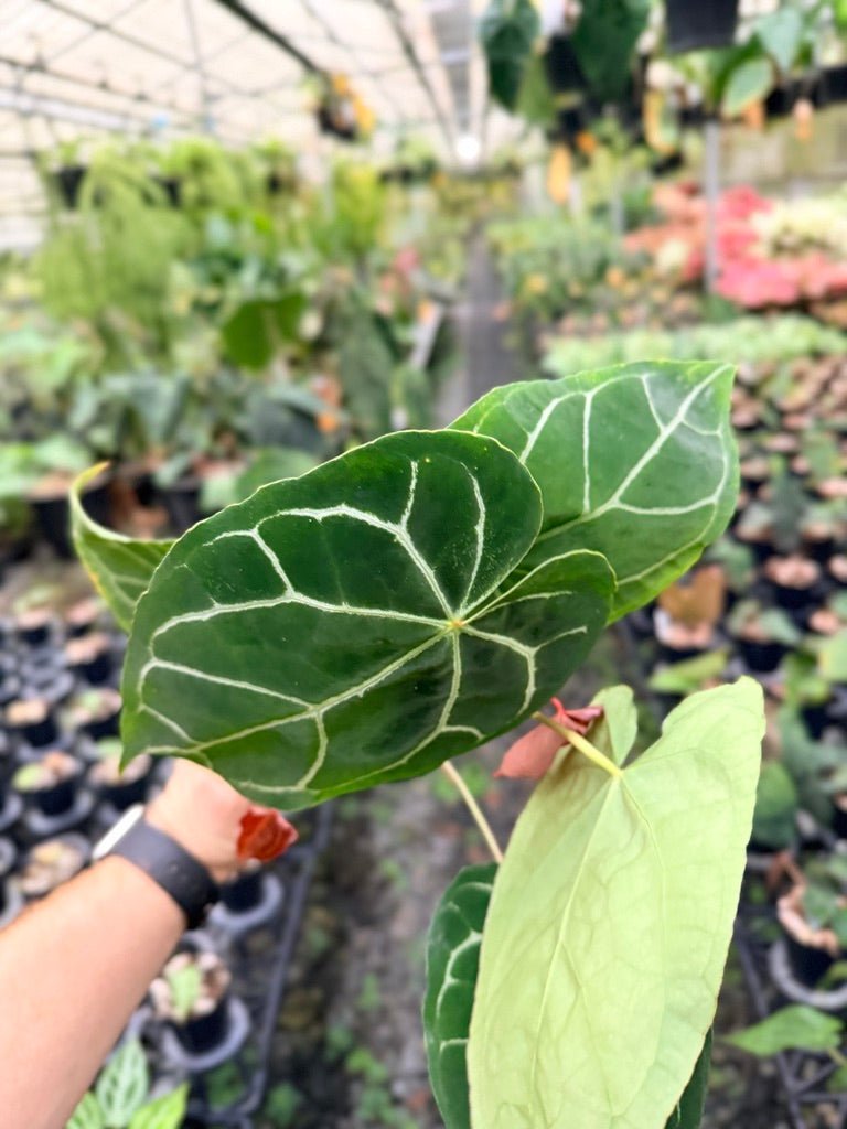 Handpicked 132 - Anthurium Crystallinum - Multi Headed | Uprooted