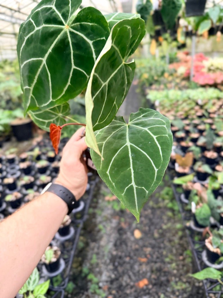 Handpicked 132 - Anthurium Crystallinum - Multi Headed | Uprooted