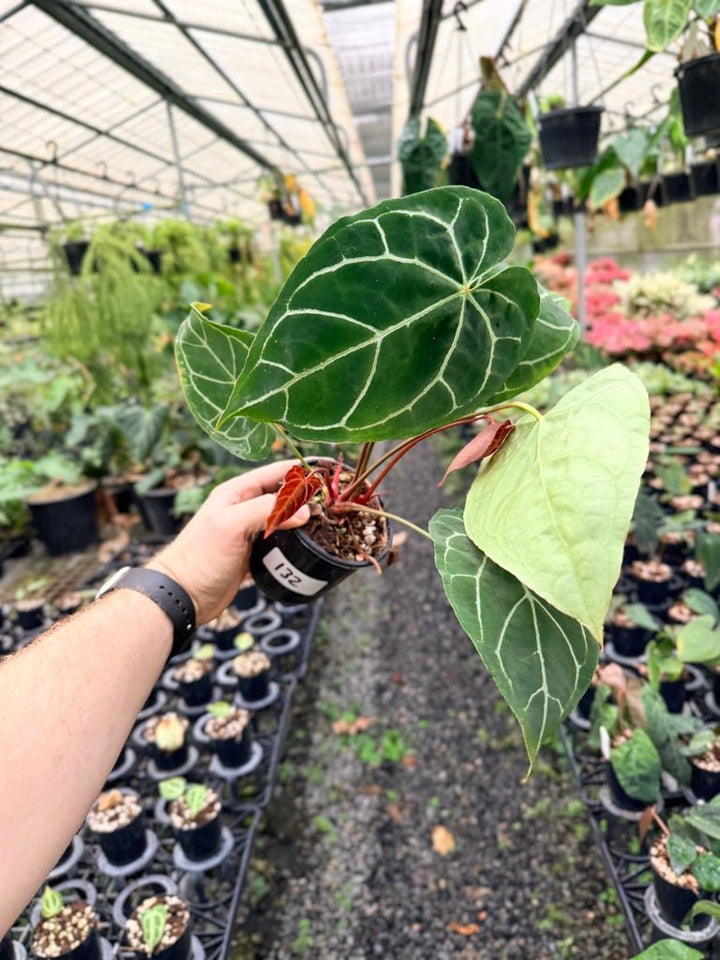 Handpicked 132 - Anthurium Crystallinum - Multi Headed | Uprooted