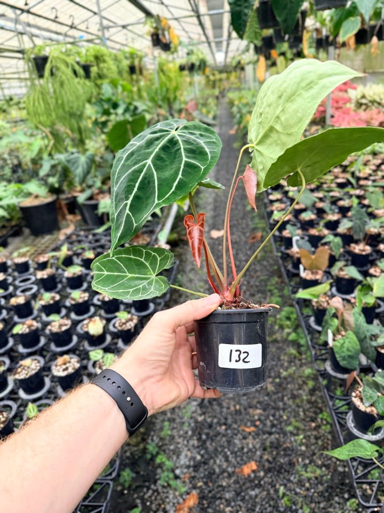 Handpicked 132 - Anthurium Crystallinum - Multi Headed | Uprooted