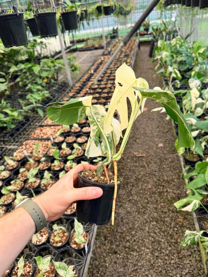 Handpicked 132 - Monstera Deliciosa Borsigiana Variegated Albo | Uprooted