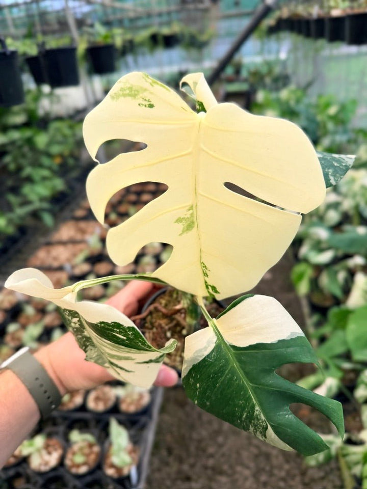 Handpicked 132 - Monstera Deliciosa Borsigiana Variegated Albo | Uprooted