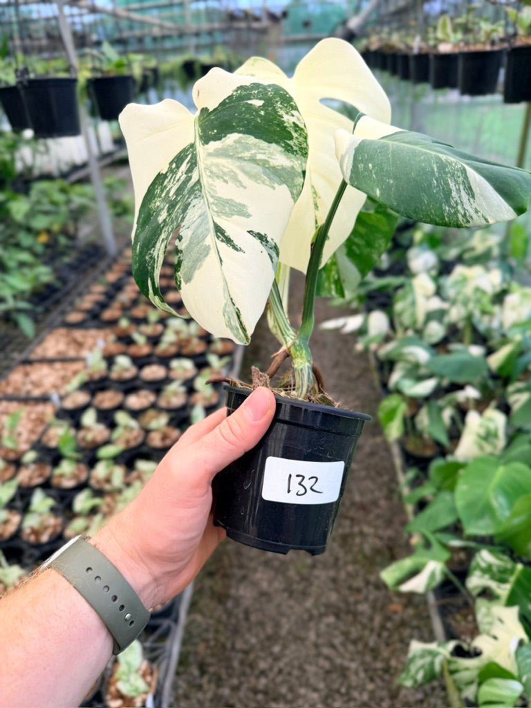Handpicked 132 - Monstera Deliciosa Borsigiana Variegated Albo | Uprooted