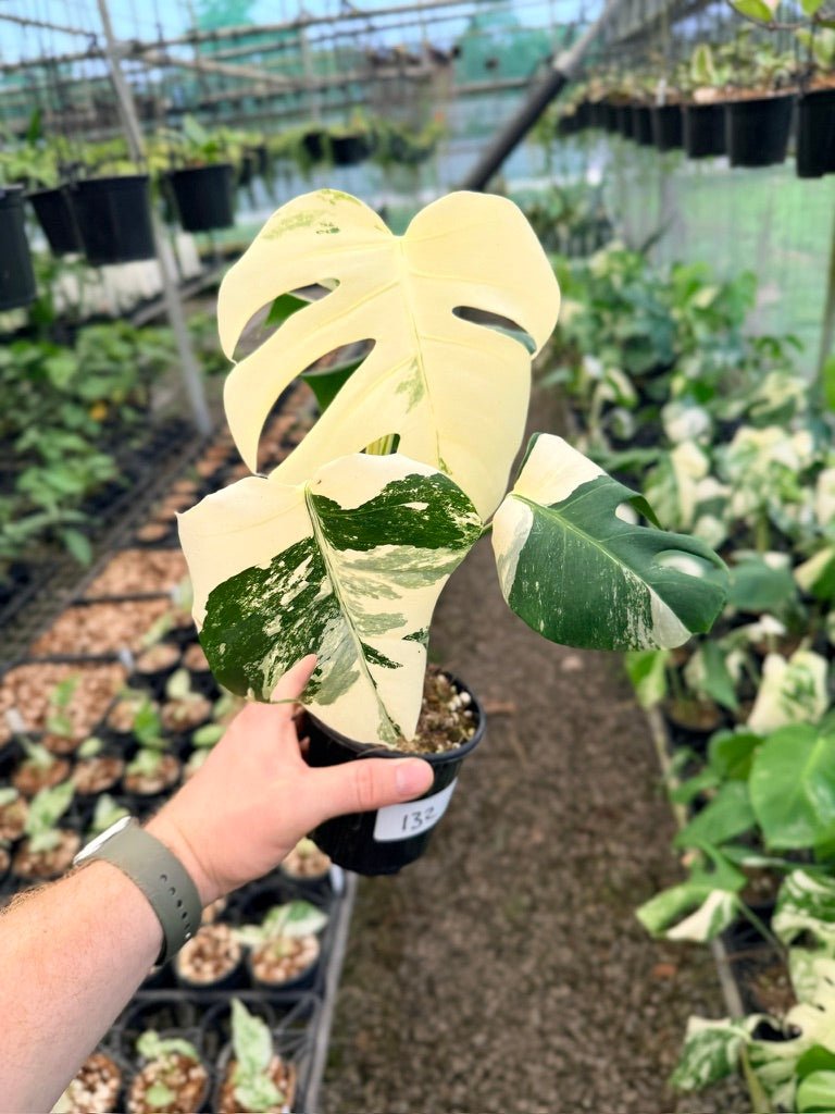 Handpicked 132 - Monstera Deliciosa Borsigiana Variegated Albo | Uprooted