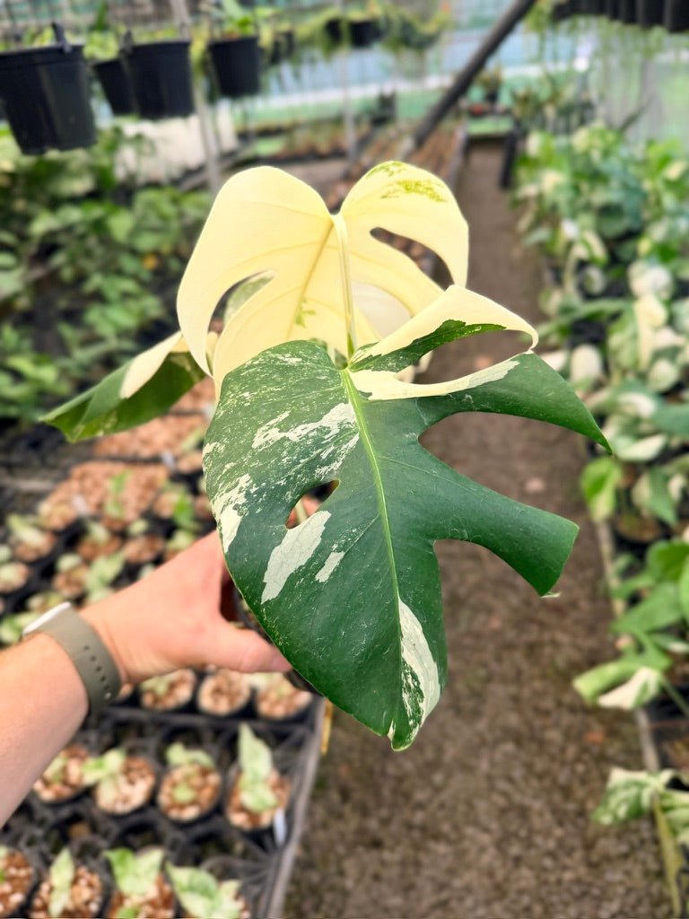Handpicked 132 - Monstera Deliciosa Borsigiana Variegated Albo | Uprooted