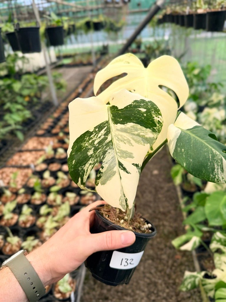 Handpicked 132 - Monstera Deliciosa Borsigiana Variegated Albo | Uprooted
