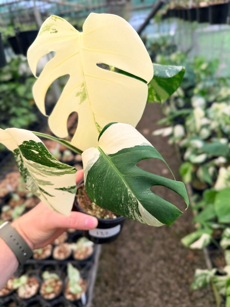 Handpicked 132 - Monstera Deliciosa Borsigiana Variegated Albo | Uprooted