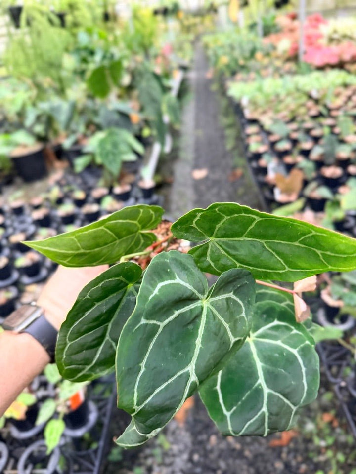 Handpicked 133 - Anthurium Crystallinum - Multi Headed | Uprooted