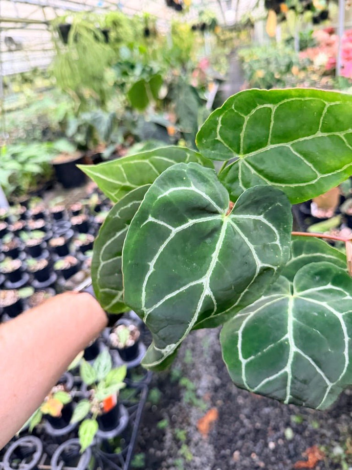 Handpicked 133 - Anthurium Crystallinum - Multi Headed | Uprooted