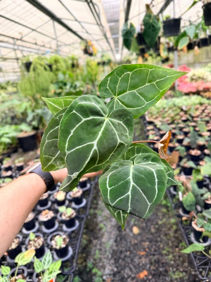 Handpicked 133 - Anthurium Crystallinum - Multi Headed | Uprooted