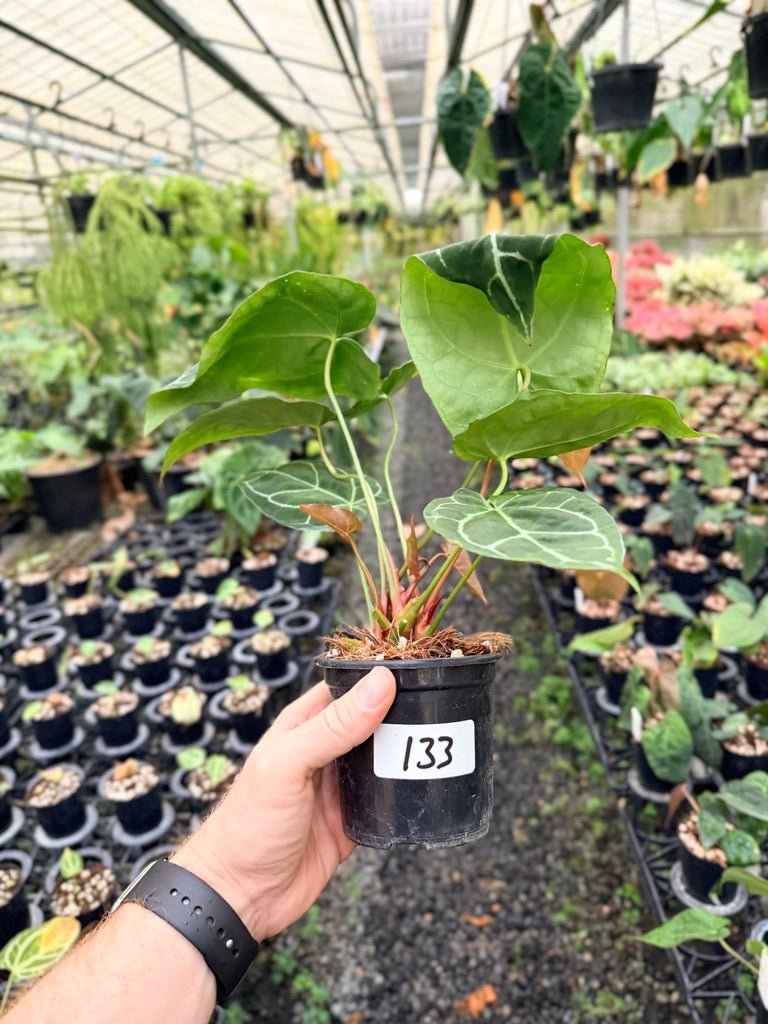 Handpicked 133 - Anthurium Crystallinum - Multi Headed | Uprooted
