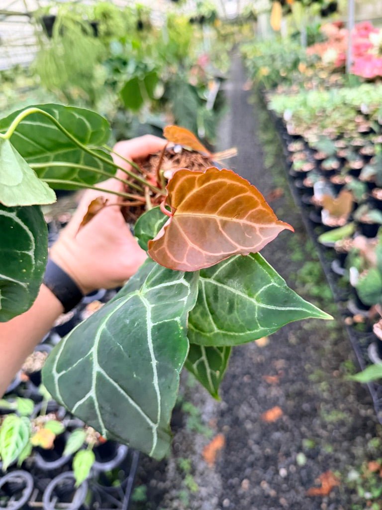 Handpicked 133 - Anthurium Crystallinum - Multi Headed | Uprooted