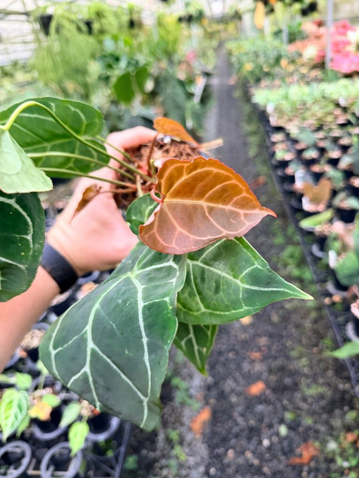 Handpicked 133 - Anthurium Crystallinum - Multi Headed | Uprooted