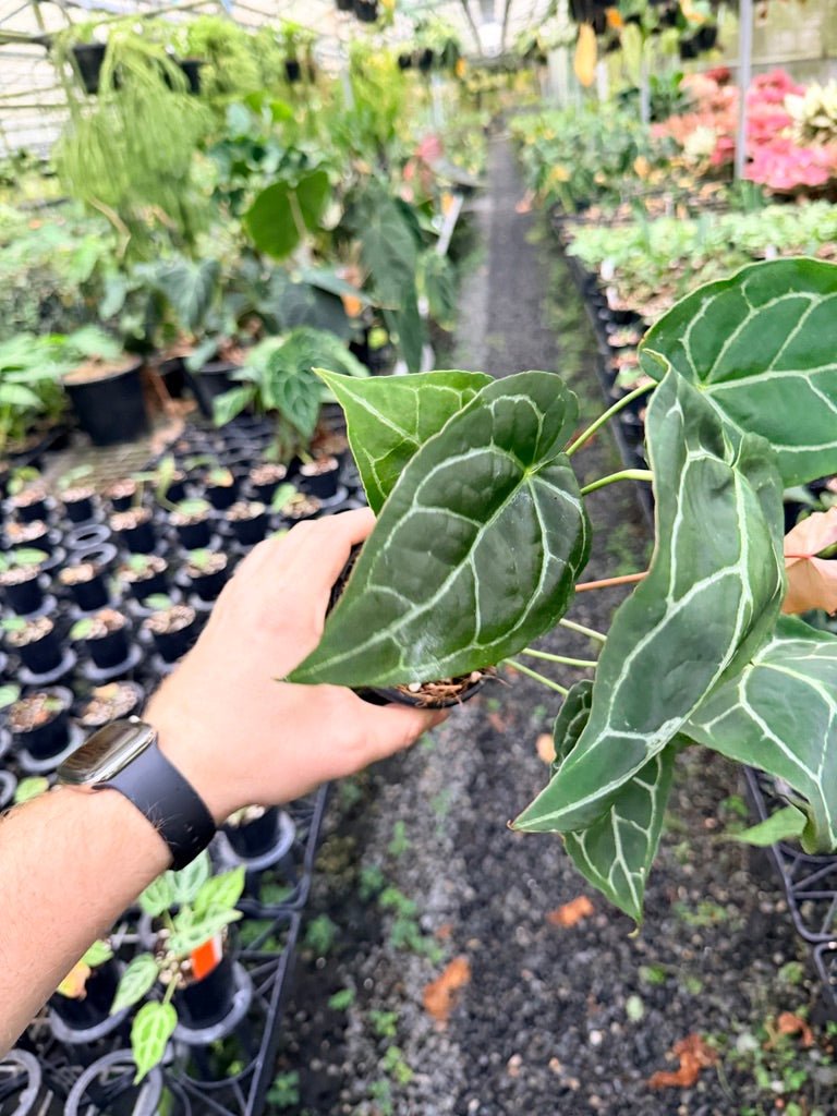 Handpicked 133 - Anthurium Crystallinum - Multi Headed | Uprooted