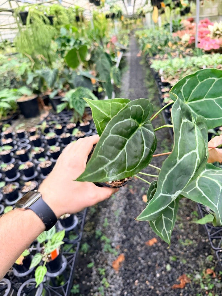 Handpicked 133 - Anthurium Crystallinum - Multi Headed | Uprooted