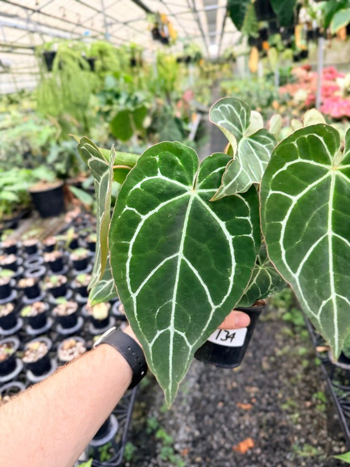 Handpicked 134 - Anthurium Crystallinum - Multi Headed | Uprooted