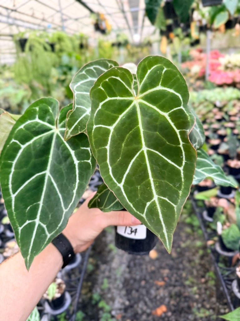 Handpicked 134 - Anthurium Crystallinum - Multi Headed | Uprooted
