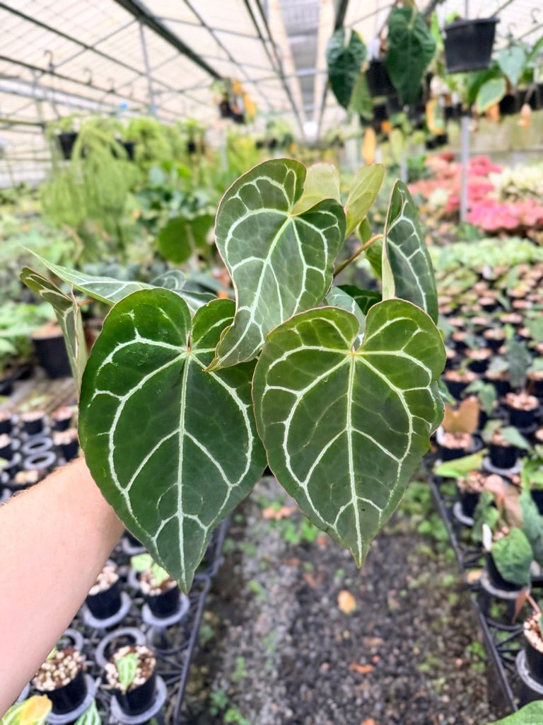 Handpicked 134 - Anthurium Crystallinum - Multi Headed | Uprooted