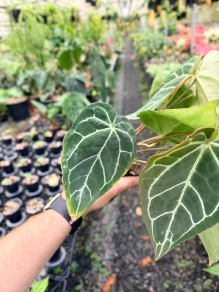 Handpicked 134 - Anthurium Crystallinum - Multi Headed | Uprooted