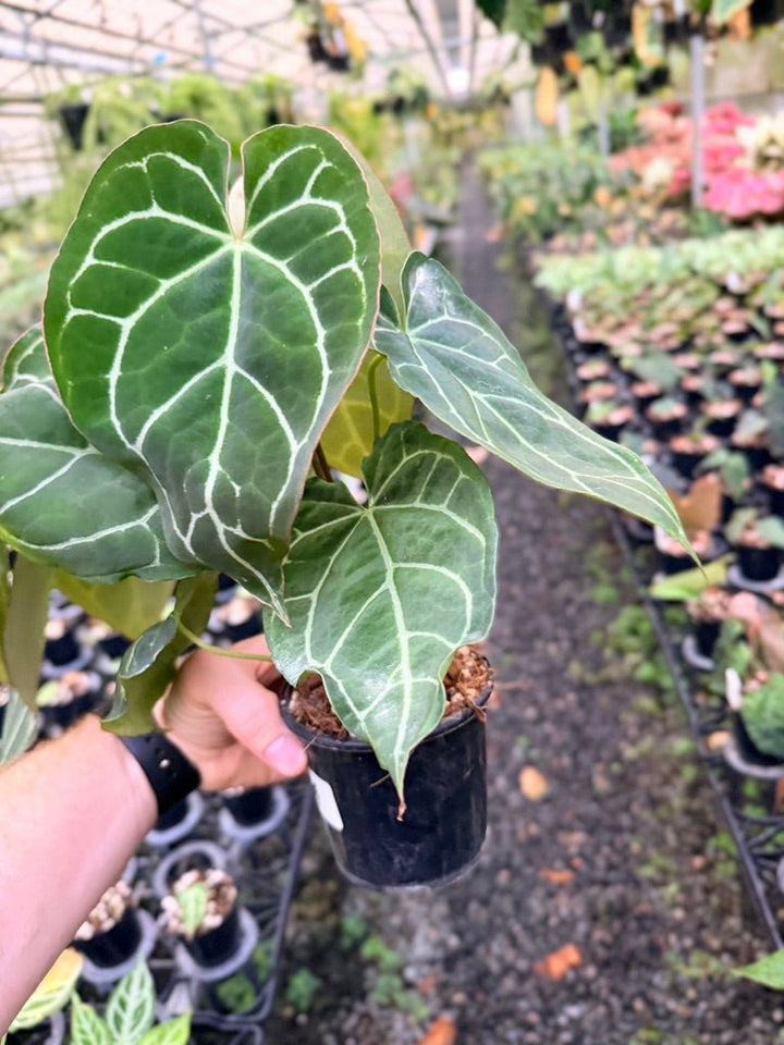 Handpicked 134 - Anthurium Crystallinum - Multi Headed | Uprooted