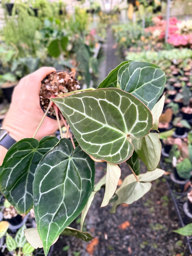 Handpicked 134 - Anthurium Crystallinum - Multi Headed | Uprooted