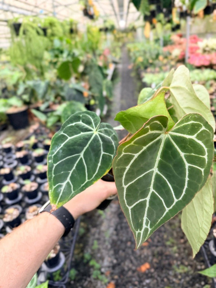 Handpicked 134 - Anthurium Crystallinum - Multi Headed | Uprooted