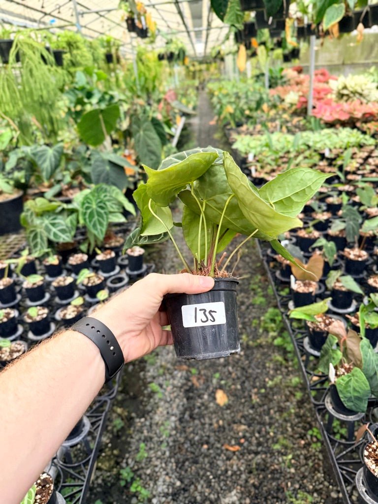 Handpicked 135 - Anthurium Crystallinum - Multi Headed | Uprooted