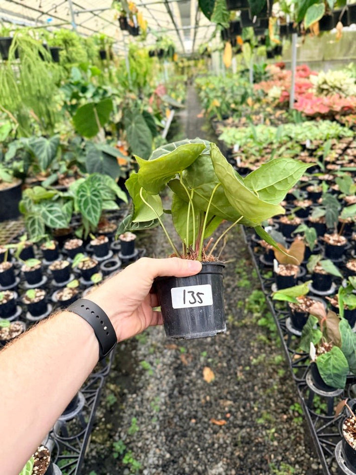 Handpicked 135 - Anthurium Crystallinum - Multi Headed | Uprooted