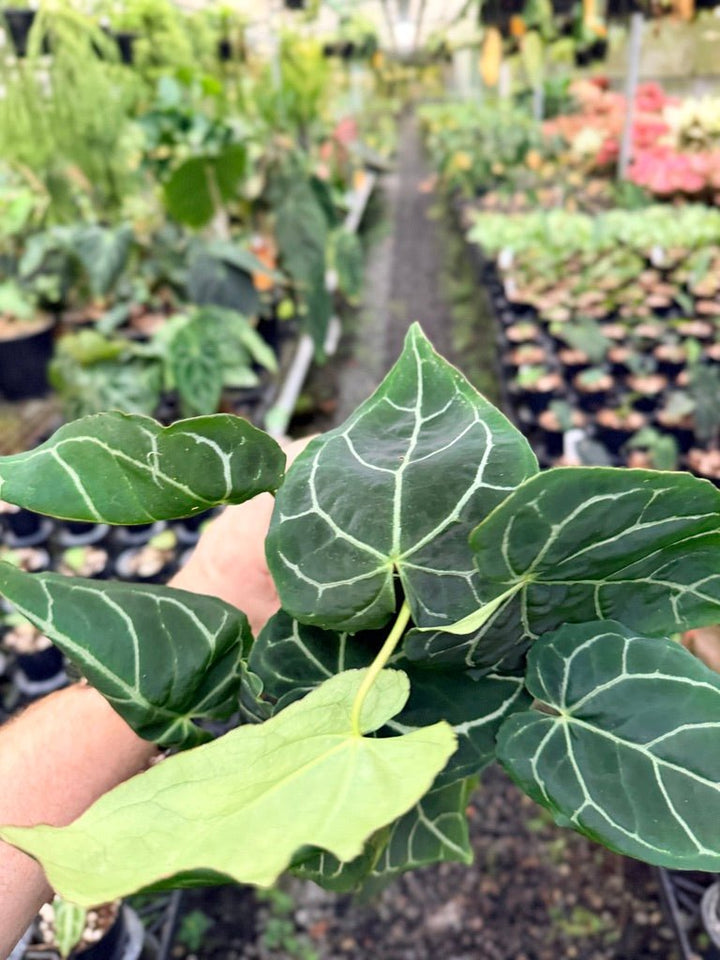 Handpicked 135 - Anthurium Crystallinum - Multi Headed | Uprooted